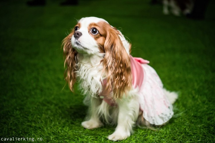 Кавалер Кинг Чарльз спаниель рубиновый