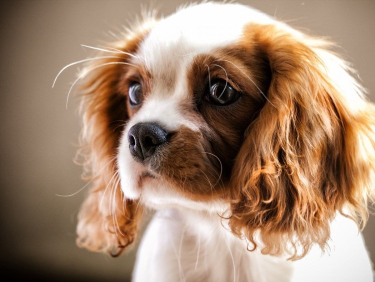 Кавалер Кинг Чарльз спаниель
