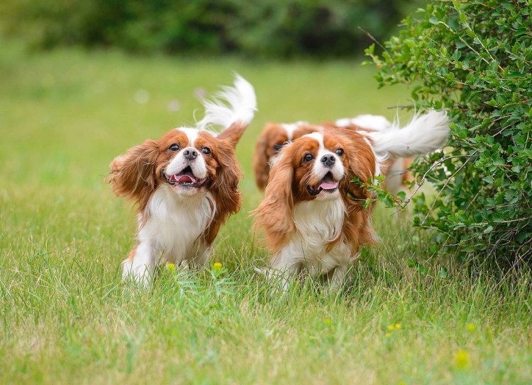 Кавалер Кинг Чарльз спаниель Бленхейм