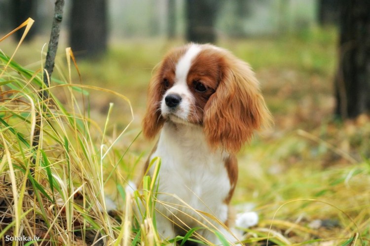 Кавалер Кинг Чарльз спаниель