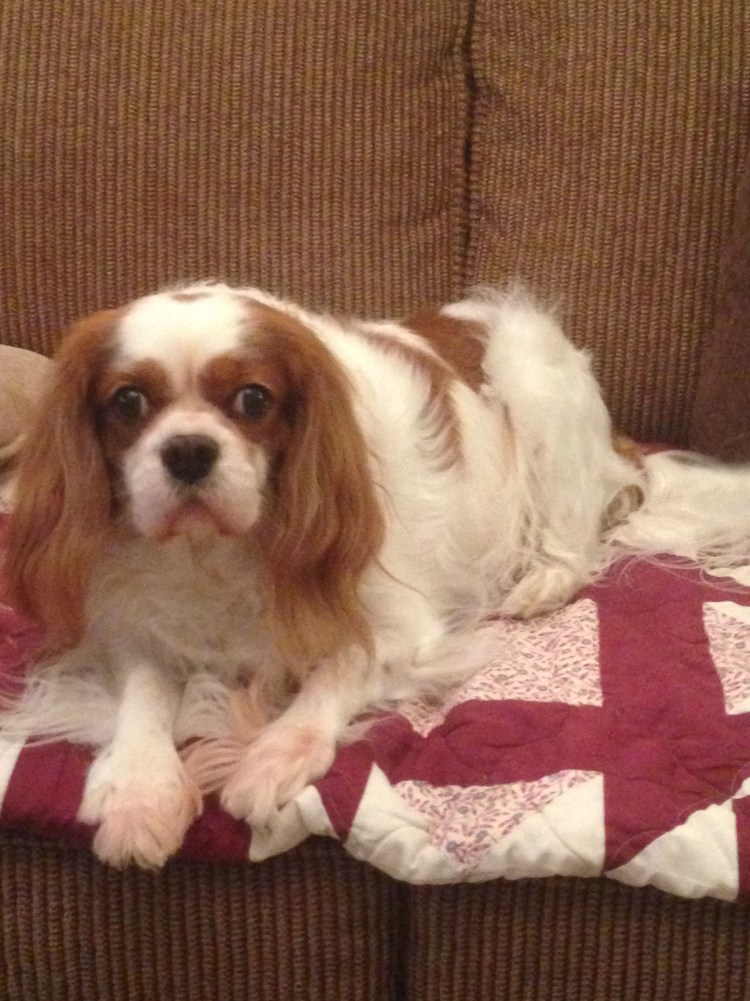 Принс Кинг Чарльз