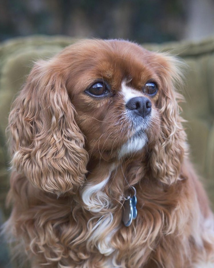 Кавалер Кинг Чарльз спаниель