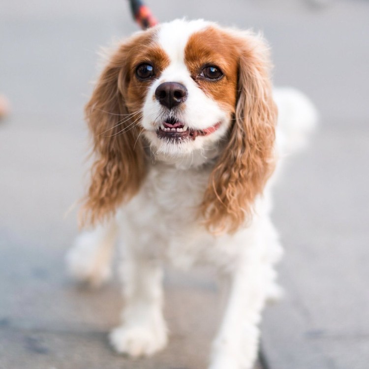 Кавалер Кинг Чарльз спаниель рубиновый