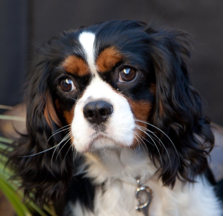 Кавалер Кинг Чарльз спаниель черный