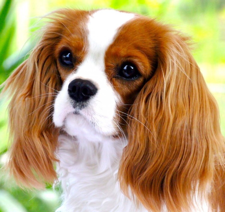Кавалер Чарльз спаниель