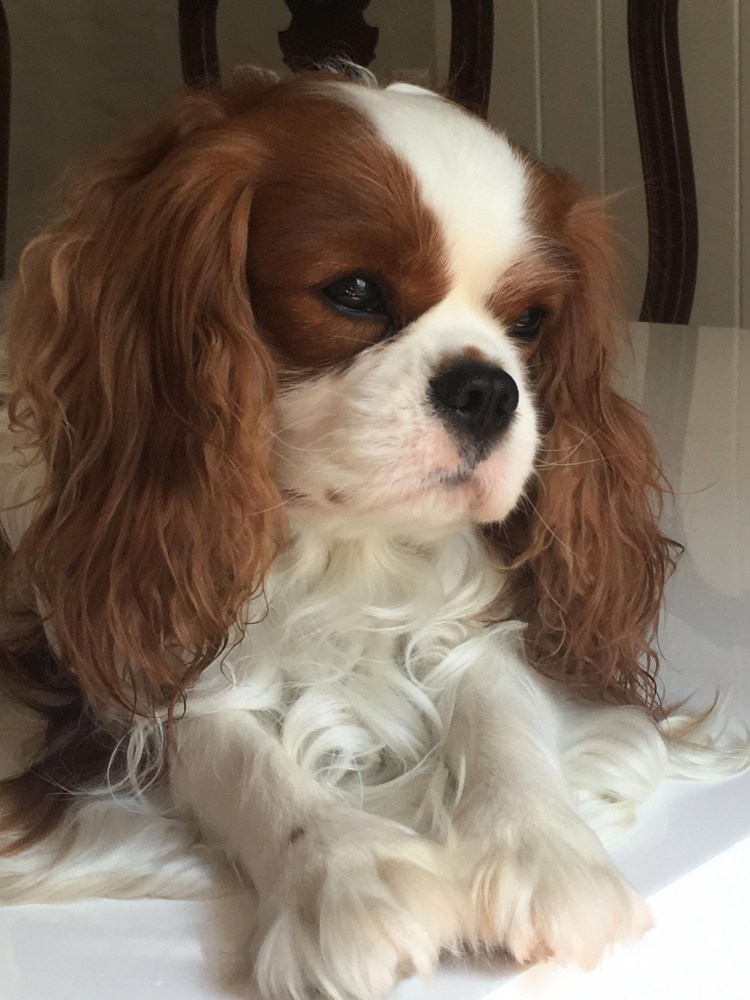 Кавалер принц Чарльз спаниель