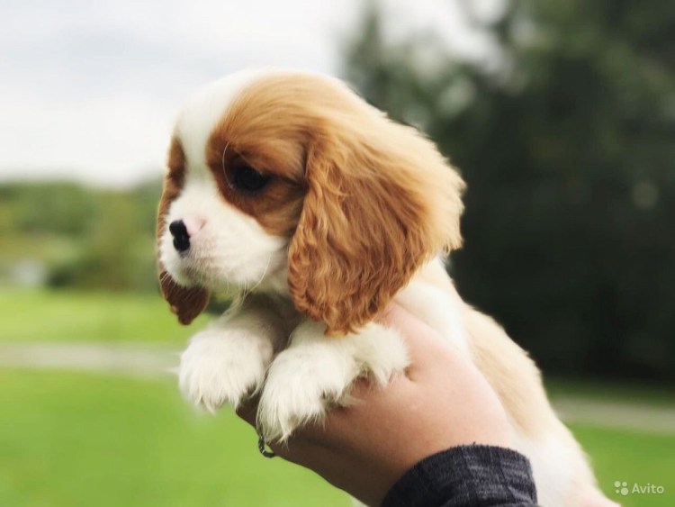 Кокер спаниель и Кинг Чарльз спаниель