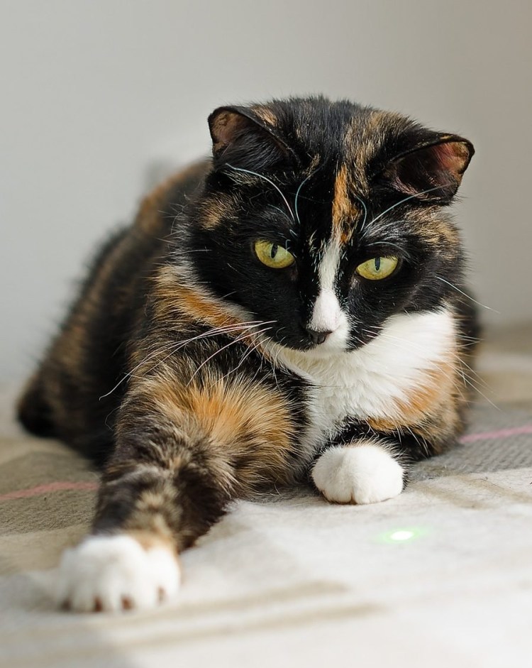 Порода Калико