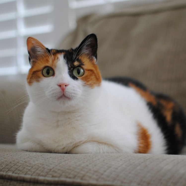 Трехцветная кошка Крысолов