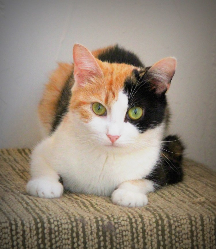 Американская короткошерстная кошка черепаховая