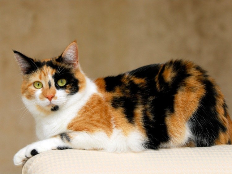 Трехшерстная кошка порода европейская