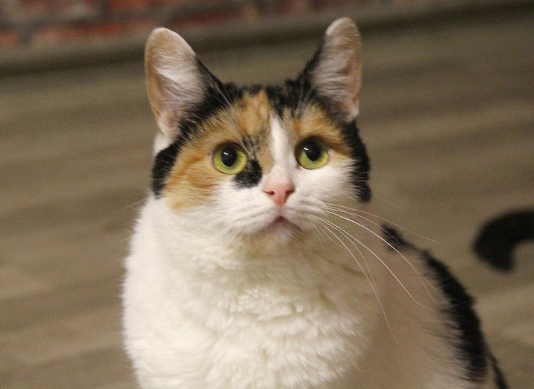 Европейская короткошерстная кошка черепаховая