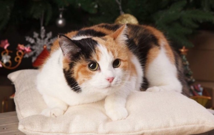 Порода Калико