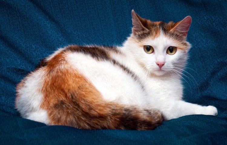 Эгейская черепаховая кошка