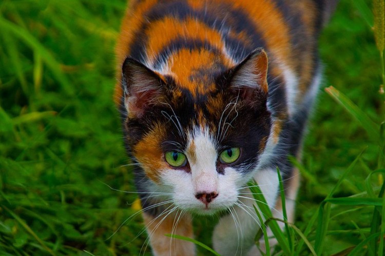 Японский бобтейл трехцветный