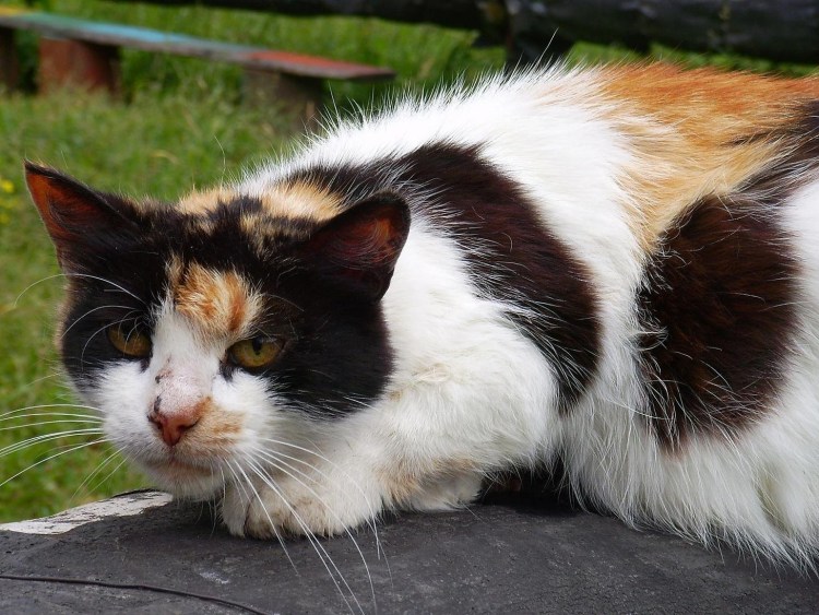 Трехцветные кошки Калико