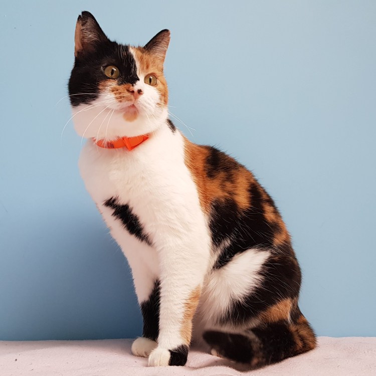 Черепаховая кошка Калико