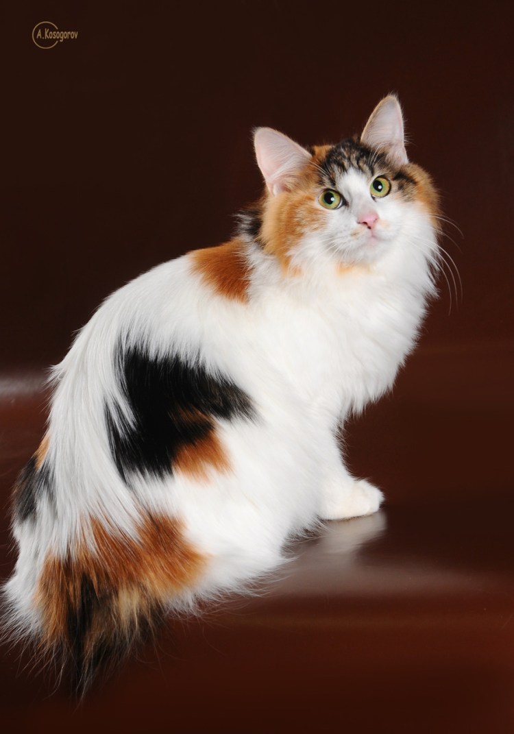 Европейская короткошерстная кошка трехцветная