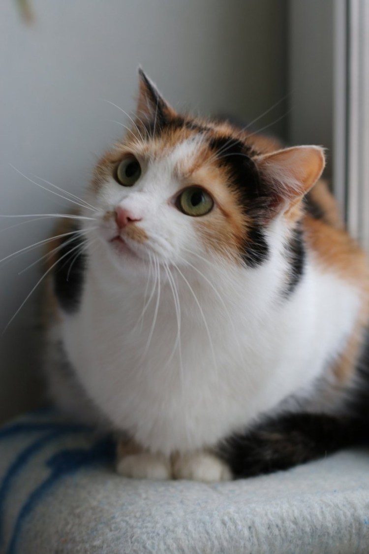 Курильский бобтейл трехцветная кошка