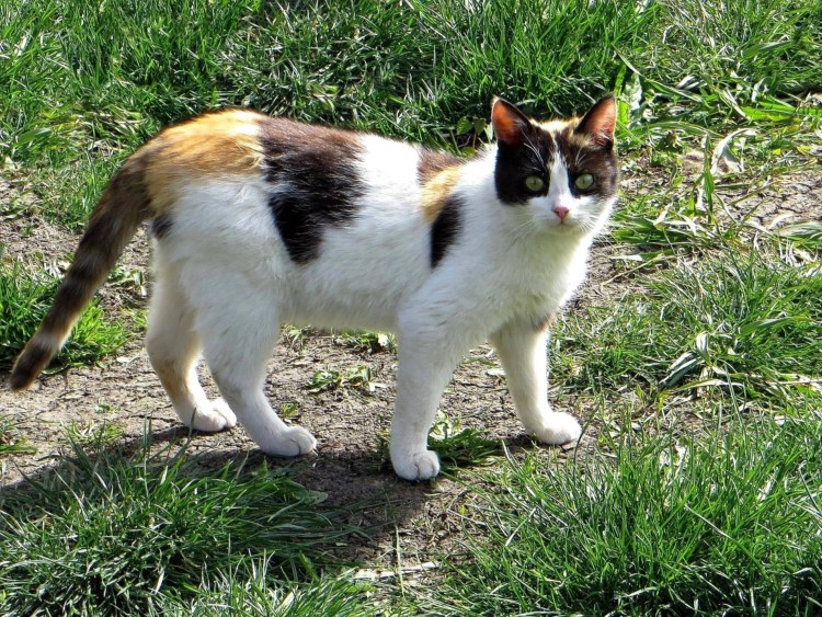 Беспородные кошки трёхцветные