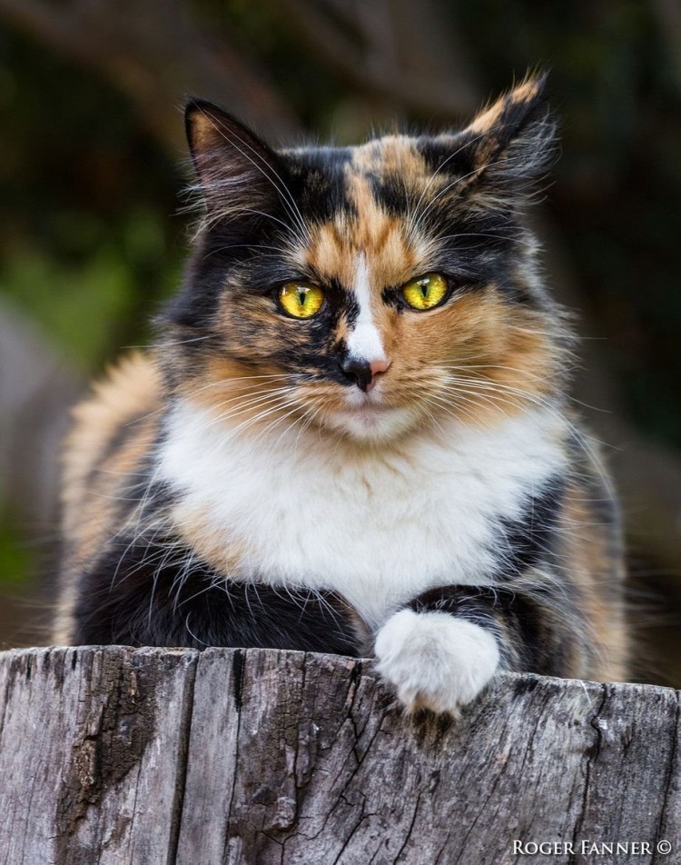 Калико табби