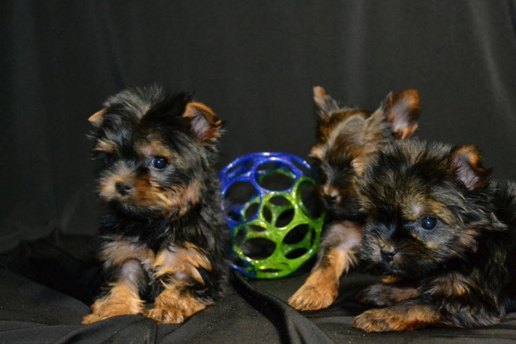 Йоркширский терьер со щенками