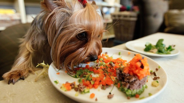 Сбалансированное питание йоркширского терьера