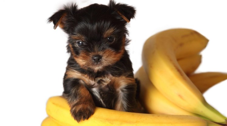 Фрукты для Йоркширский терьер