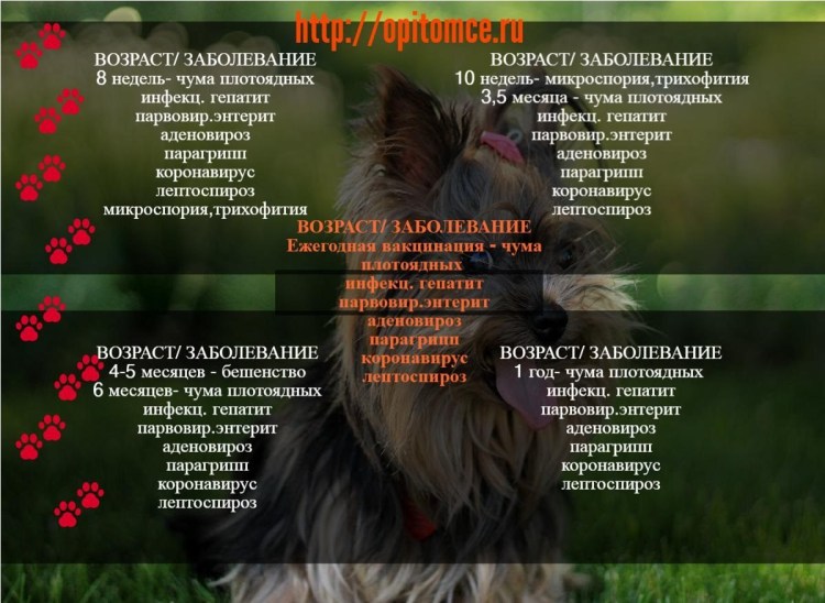 Меню еды для йоркширского терьера