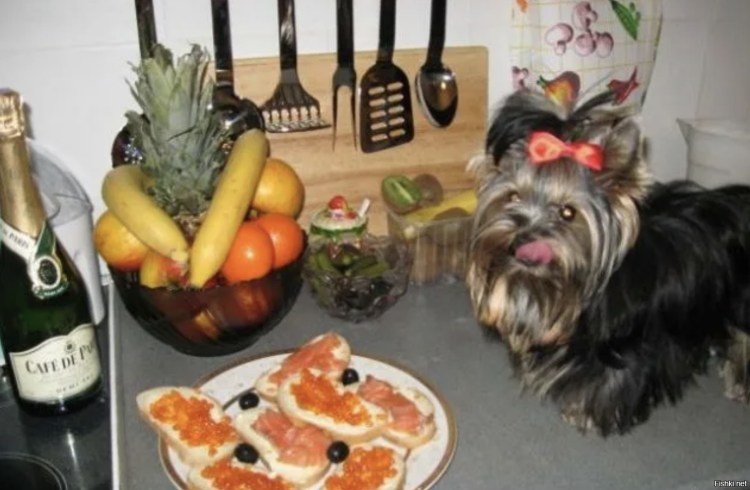 Натуральная еда для Йорка