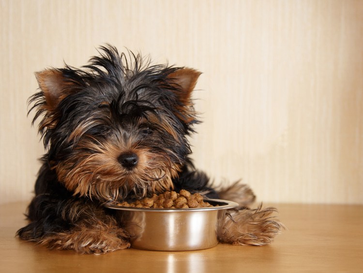 Кусачий терьер Йоркширский