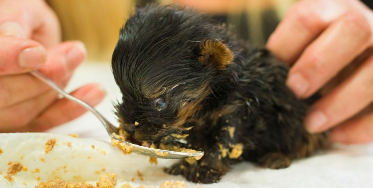 Еда для йоркширского терьера