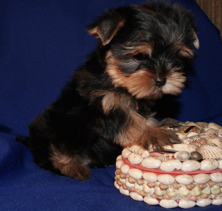 Щенок йоркширского терьера 6 месяцев