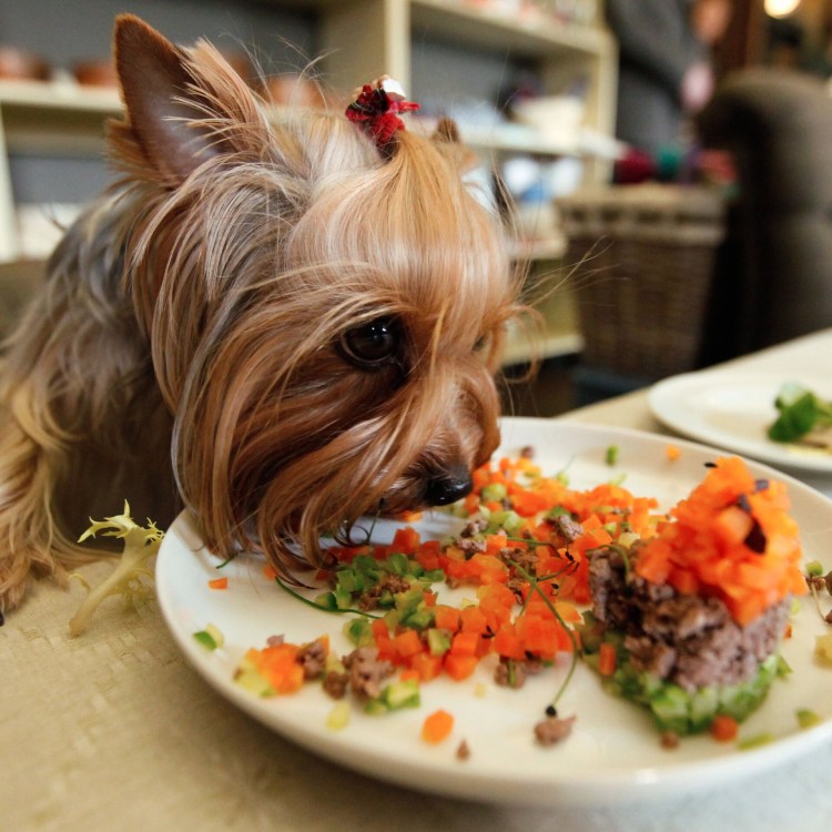 Сбалансированное питание йоркширского терьера