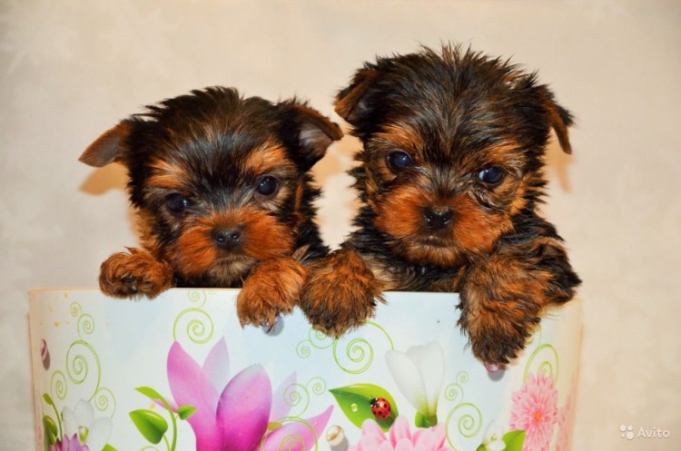 Щенки йоркширского терьера еда