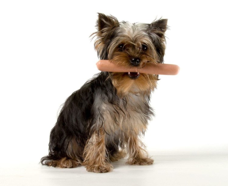 Ёртершицкий терьер