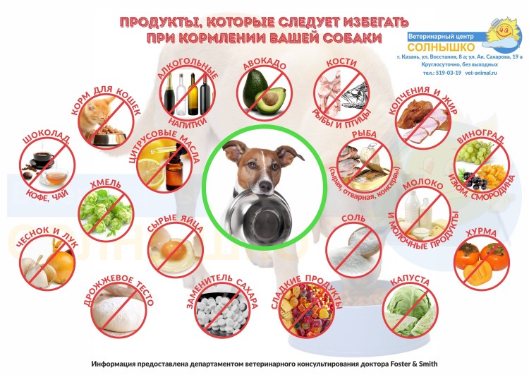 Что нельзя давать собакам