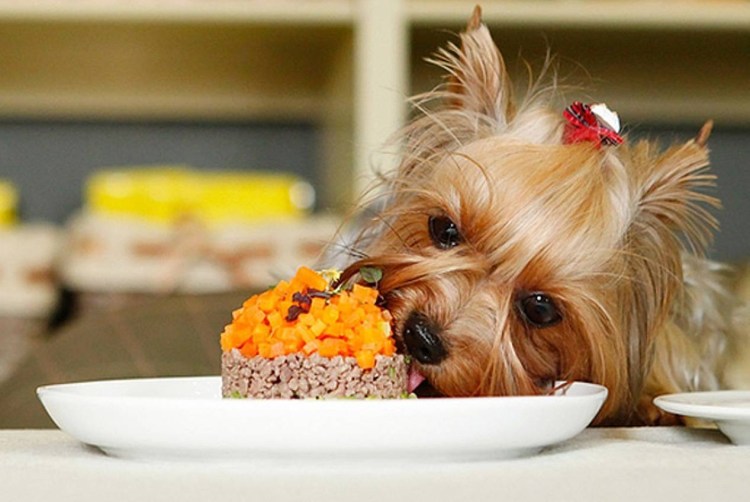 Бершидский терьер