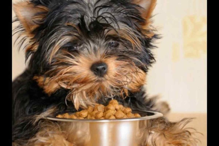 Йоркширский терьер ест