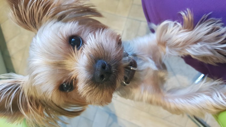 Йоркширский терьер понос