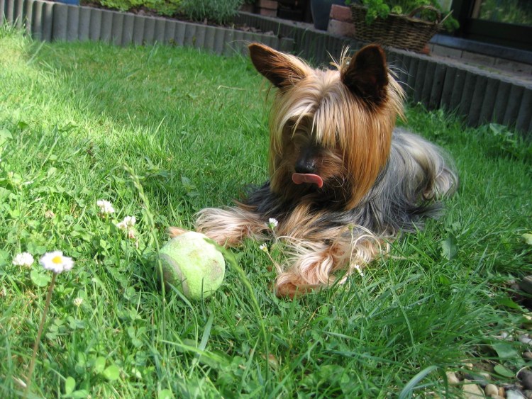 Фото йоркширского терьера с мячиком