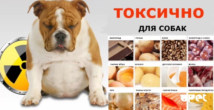 Что нельзя давать собакам