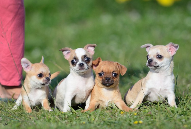 Собаки маленькой породы