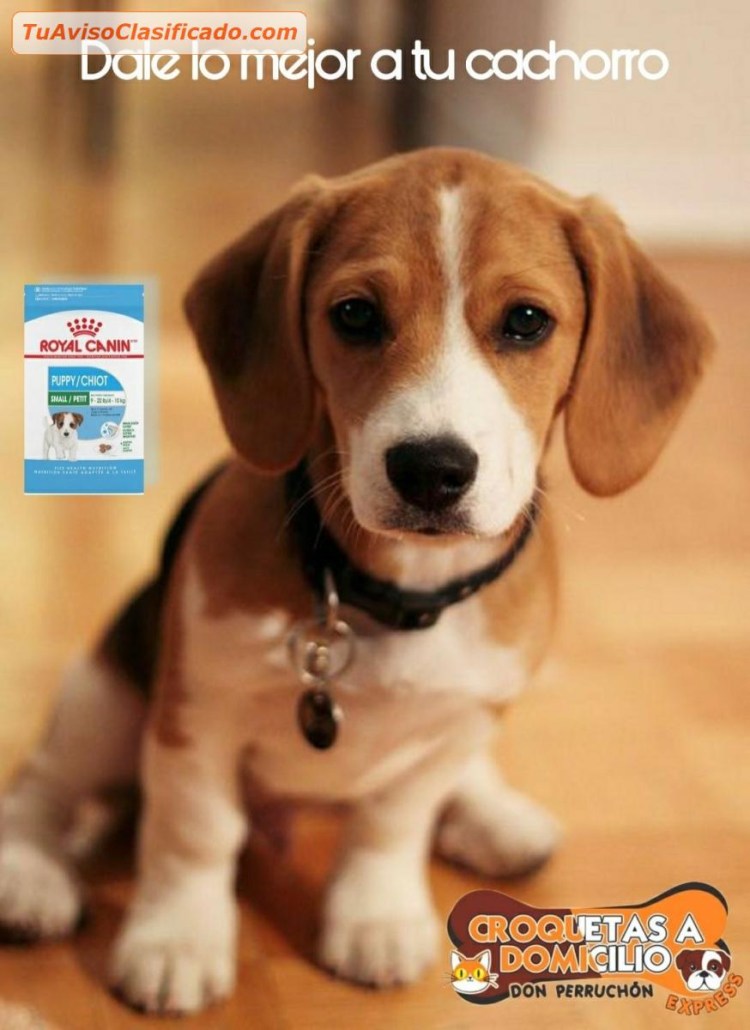 Бигль Харпо