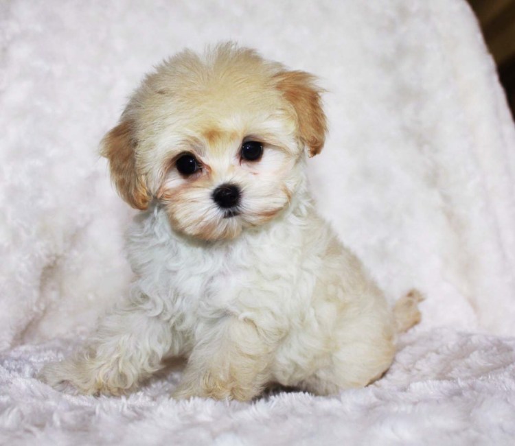 Мальтийская болонка мальтипу