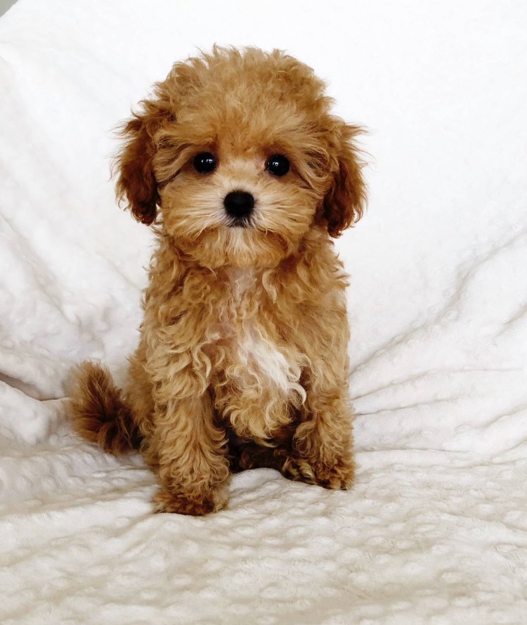 Мальтипу Купер