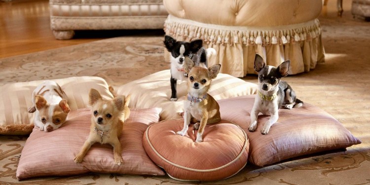 Крошка из Беверли Хиллз собаки