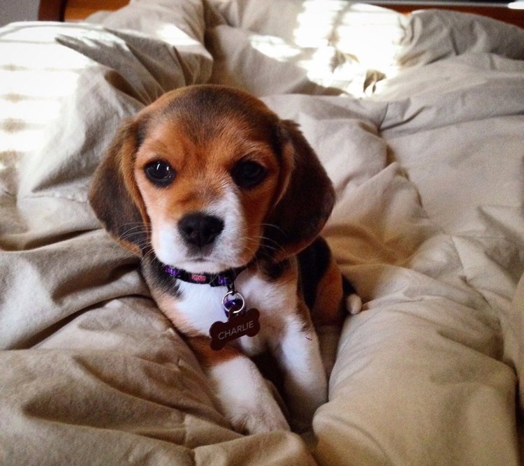 Порода собаки Ксении Бородиной Берти