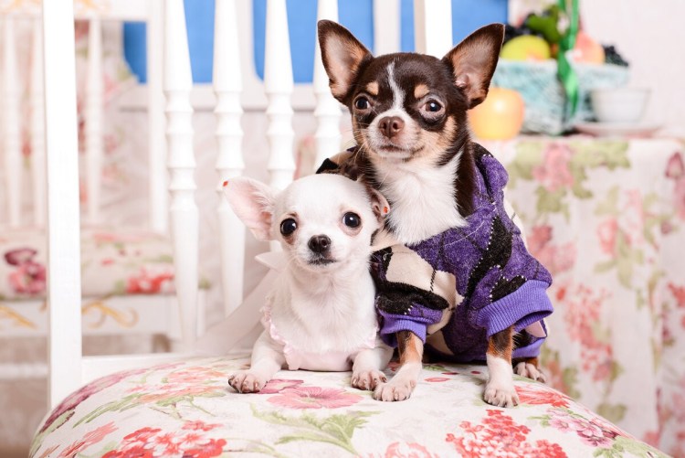 Порода собак чихуахуа