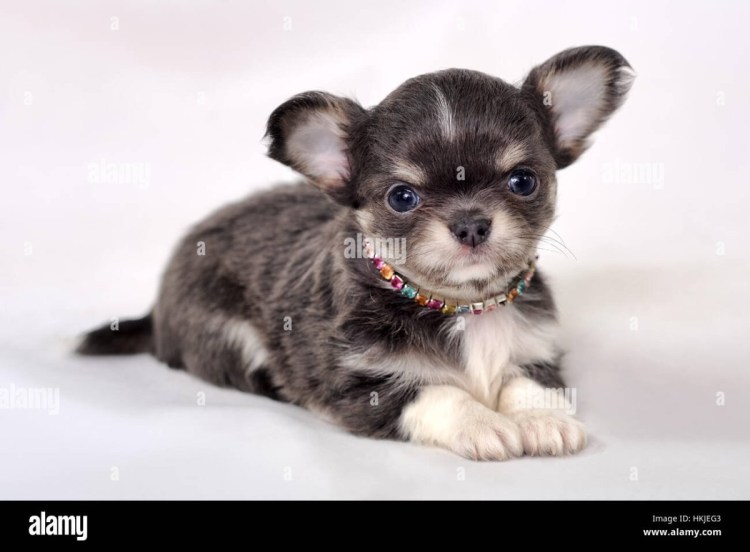 Щенки чихуахуа